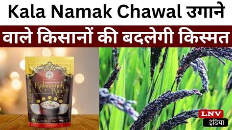 Kala Namak Chawal उगाने वाले किसानों की बदलेगी किस्मत Buddha Rice को