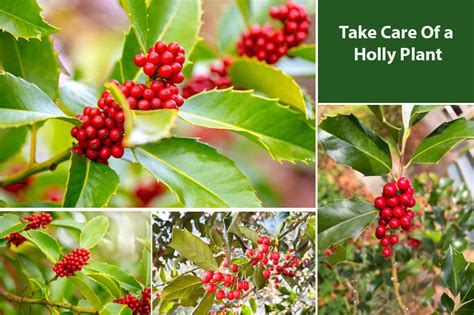 Holly Plant Care: Essentials Of Planting & Growing Holly Tree Right ...