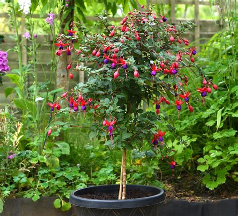 Growing A Fuchsia Standard Thompson And Morgan Blog