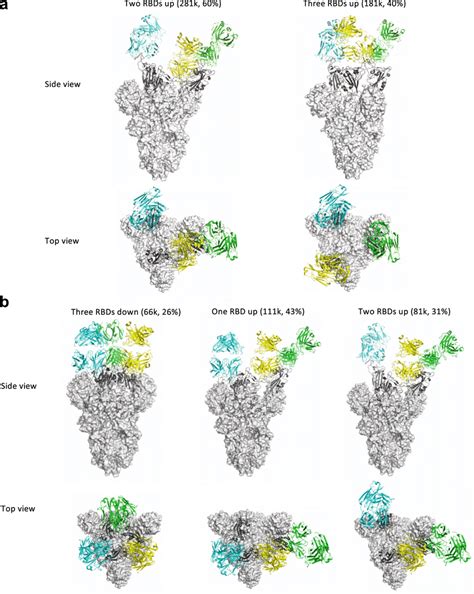 Cryo Em Structures Of The Ectodomain Of Sars Cov 2 Spike Trimer In