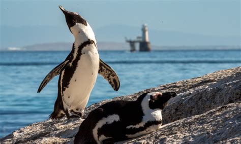 African Penguin Habitat Facts