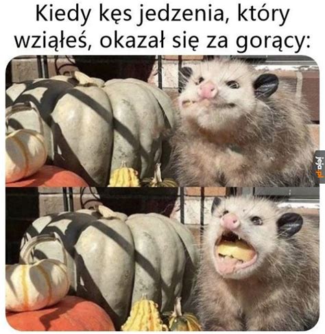 Wypad z gęby Jeja pl