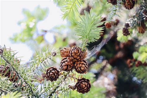 Free Images Pine Cone Botany Columbian Spruce Sugar Pine Jack