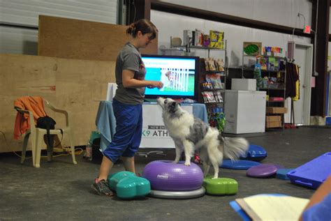 Canine Fitness Circuit Training — New England K9 Athlete