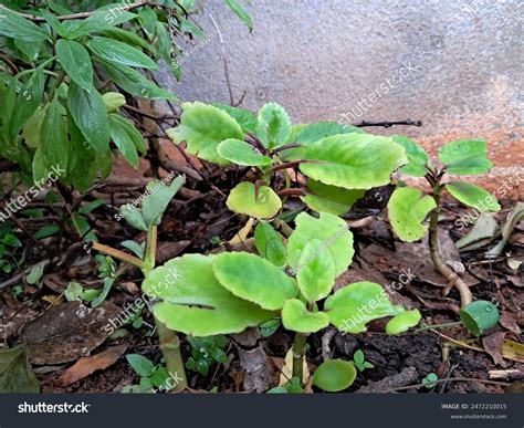 stone breaker plant scientifically  phyllanthus stock photo