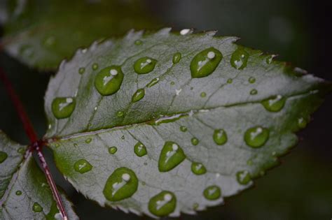 Kostenlose Bild Tau Blatt Umwelt Regen Natur Schatten Dunkelheit