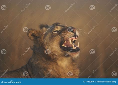 Lion roaring stock photo. Image of photograph, natural - 11150810