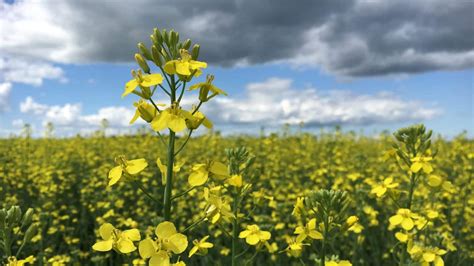 Canola Growth Stages Canola Encyclopedia