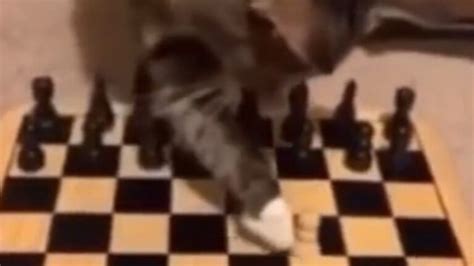 Il gattino è il re degli scacchi nonostante alcune mosse non proprio