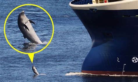 Picture Amazing Moment Fearless Dolphin Pops Up To Take A Closer Look