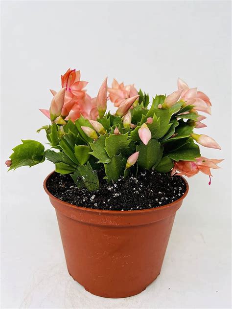 6"pot Orange Christmas Cactus Zygocactus and similar items