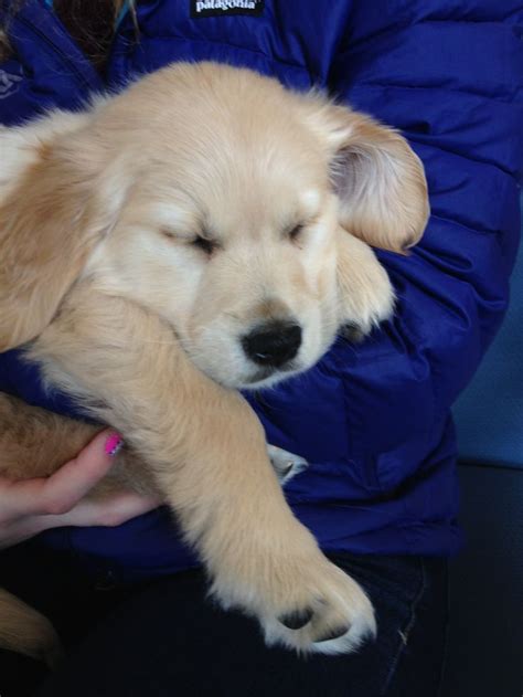 1000+ images about Baby golden retrievers on Pinterest | Screensaver, Little babies and Cute ...