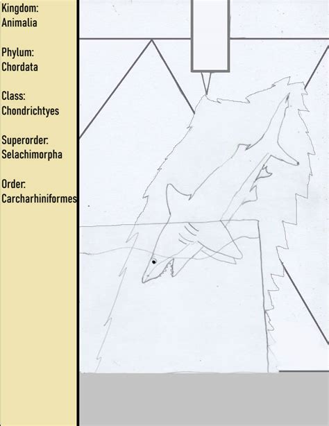 Order - Carcharhiniformes by goodtimesroll44 on DeviantArt