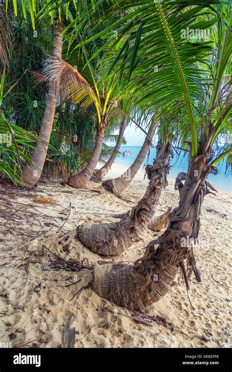 Coconut Island Of Koh Samui In Thailand Stock Photo Alamy