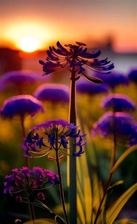 Épinglé par Sad Ahmed sur Flowers Fond d écran coloré Belles fleurs