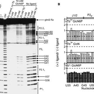 Structure Of The Trans Acting GlmS Catalytic Riboswitch From Bacillus