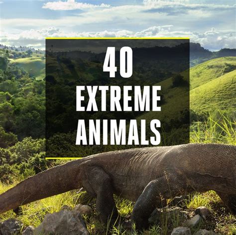 Most Extreme Animals | Coolest Things Animals Can Do