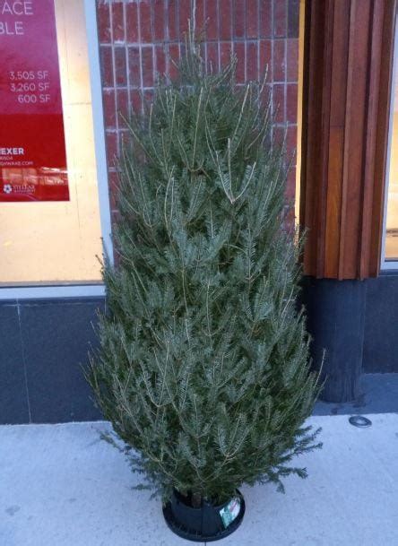 Where to buy a Christmas tree in New York City? | by Brooklyn Tree Farm ...