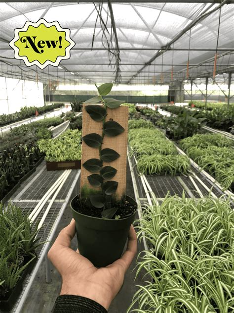 Rhaphidophora 'Hayi' (Shingle Plant) – PlantsandTrees.com