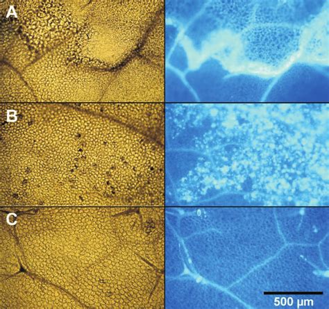 Elicitor Induced Callose Deposition In Leaves Of Arabidopsis Col 0