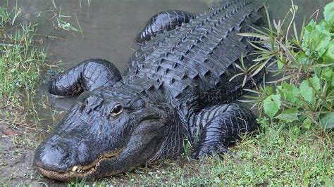 American Alligator Attraction | Central Florida Zoo Animals