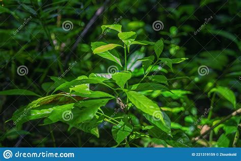 Selva lacandona mexique image stock Image du émeraude 221319159