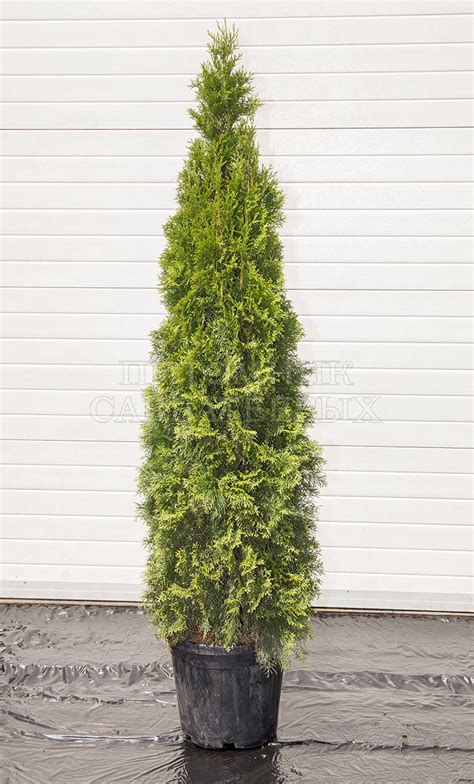 Туя западная "Смарагд" 🌿 по цене от 550 ₽ купить саженцы в питомнике ...