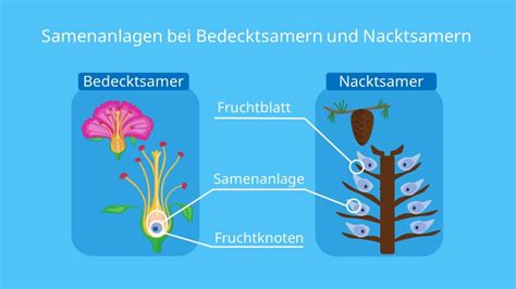 Samenpflanzen Aufbau Bedecktsamer Nacktsamer Mit Video