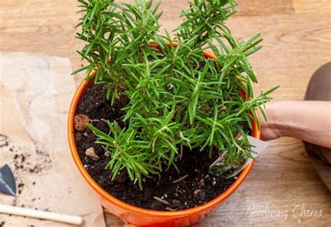 How To Grow Rosemary In A Pot Back Gardener