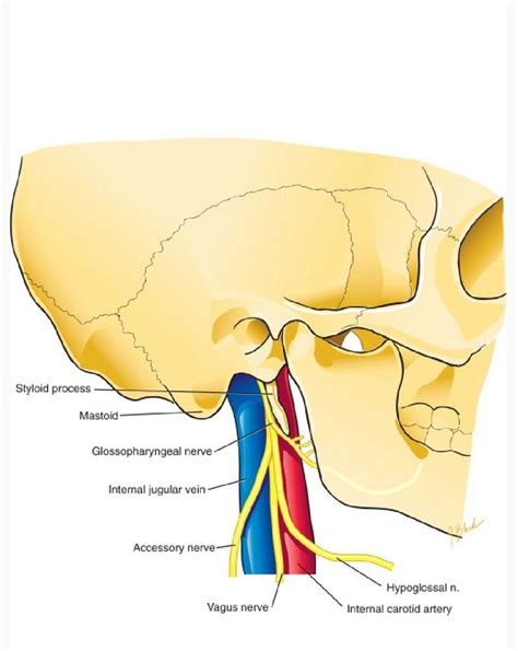 Vagus And Glossopharyngeal Nerve Medizzy