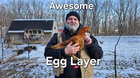 One of the best breeds I've ever had. Here's why. - YouTube