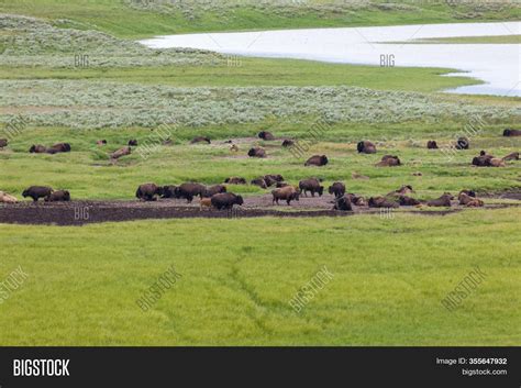 Large Herd Bison Image & Photo (Free Trial) | Bigstock