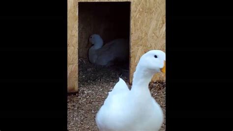 Pekin Duck Laying Egg Youtube