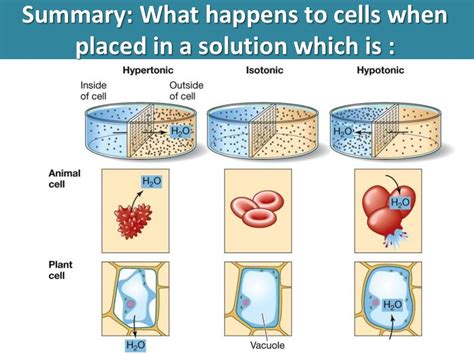 Plant Cell In Hypertonic Solution