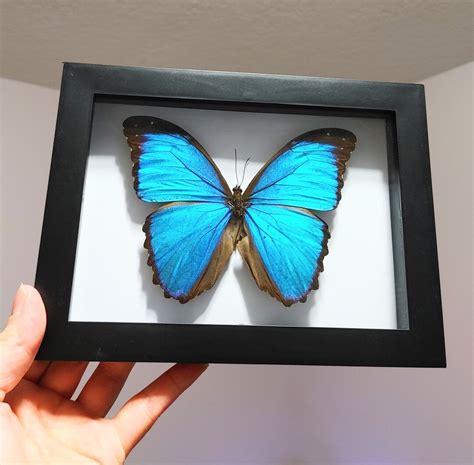 Morpho Menelaus Butterfly Shadow Box Insect Taxidermy Etsy