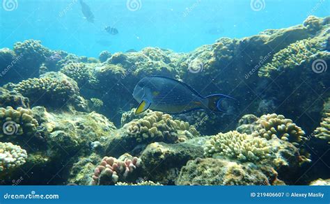 Sohal Surgeonfish O Sohal Tang O Arabian Surgeonfish Acanthurus Sohal