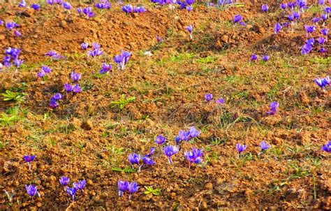 Road Trip Vignettes - Saffron Fields of Kashmir!