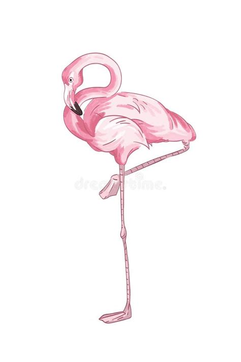 Ilustración Vectorial De Flamingo Rosa Pájaro Dibujado a Mano Sobre Una