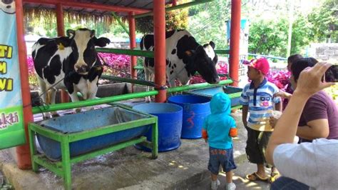 Kisah Di Balik Video Viral Peternak Pasuruan Buang Susu Sapi