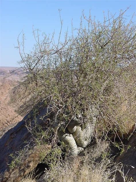 Desert Plants and Wild Flowers Images: Commiphora capensis