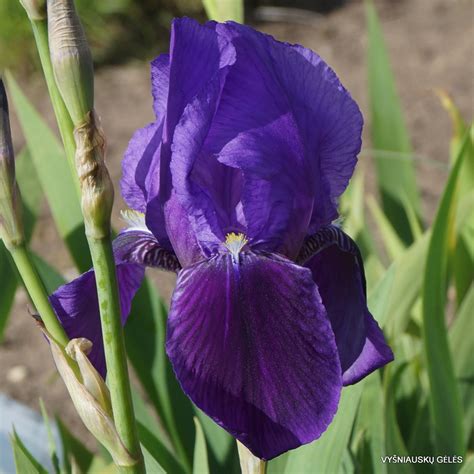 Iris Germanica Var Kharput Daylily Phlox Eu