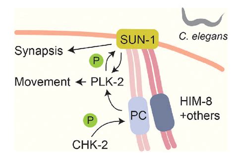 Figure 3 From Phospho Regulation Of Meiotic Prophase Semantic Scholar