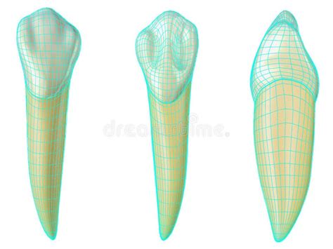 Mandibular Canine Tooth In The Buccal Palatal And Lateral Views