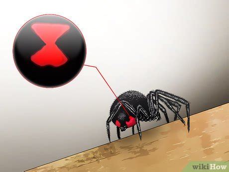 3 Ways to Kill a Venomous Spider - wikiHow