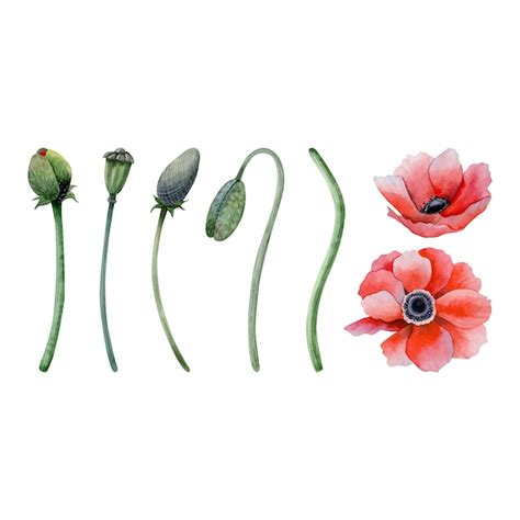 Premium Vector Red Poppy Flowers With Stems Leaves And Buds