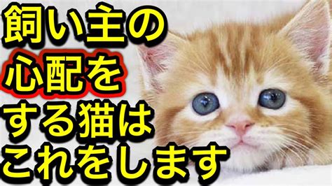 猫が飼い主を心配している時にする行動・仕草10選！あなたは実はこんなにも愛されてる！ Youtube