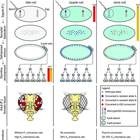 Model Of Tgd Transgene Behavior In Males And Females A C Schematic