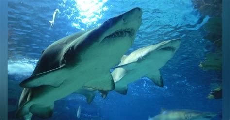 A “Low-Fiber” Diet for Sharks | ISEMAG