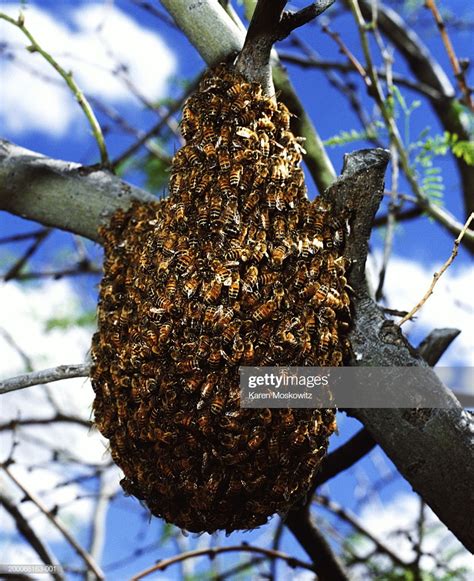 Bees Nest In Tree Closeup Stock Photo Getty Images