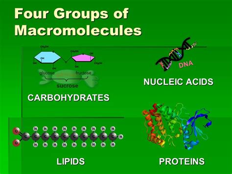 Macromolecules! Diagram | Quizlet